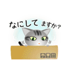 色々な猫9-1 短毛-立ち耳-サバアメショ銀（個別スタンプ：8）
