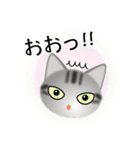 色々な猫9-1 短毛-立ち耳-サバアメショ銀（個別スタンプ：10）