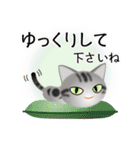 色々な猫9-1 短毛-立ち耳-サバアメショ銀（個別スタンプ：12）