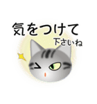 色々な猫9-1 短毛-立ち耳-サバアメショ銀（個別スタンプ：14）