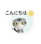 色々な猫9-2 短毛-垂れ耳-サバアメショ銀（個別スタンプ：5）