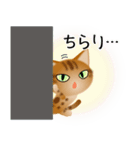 色々な猫9-3 短毛-立ち耳-茶アメショ（個別スタンプ：6）