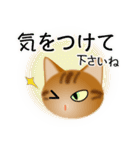 色々な猫9-3 短毛-立ち耳-茶アメショ（個別スタンプ：14）