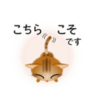 色々な猫9-3 短毛-立ち耳-茶アメショ（個別スタンプ：32）