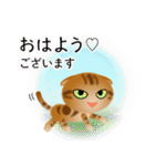 色々な猫9-4 短毛-垂れ耳-茶アメショ（個別スタンプ：1）