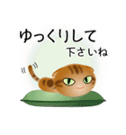 色々な猫9-4 短毛-垂れ耳-茶アメショ（個別スタンプ：12）