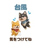 【3D】柴犬のほっこり秋日和【でか文字】（個別スタンプ：29）