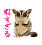 フクロモモンガ❤実りの秋は大豊作（個別スタンプ：14）