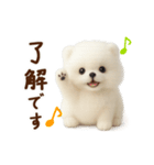 動く♡羊毛ポメラニアンの家族連絡（個別スタンプ：1）