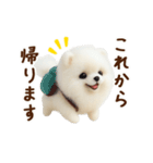 動く♡羊毛ポメラニアンの家族連絡（個別スタンプ：3）