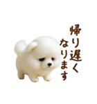 動く♡羊毛ポメラニアンの家族連絡（個別スタンプ：4）