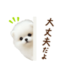 動く♡羊毛ポメラニアンの家族連絡（個別スタンプ：5）