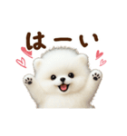 動く♡羊毛ポメラニアンの家族連絡（個別スタンプ：6）