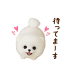 動く♡羊毛ポメラニアンの家族連絡（個別スタンプ：7）