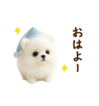動く♡羊毛ポメラニアンの家族連絡（個別スタンプ：11）