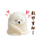 動く♡羊毛ポメラニアンの家族連絡（個別スタンプ：12）