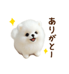 動く♡羊毛ポメラニアンの家族連絡（個別スタンプ：13）