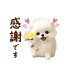 動く♡羊毛ポメラニアンの家族連絡（個別スタンプ：14）