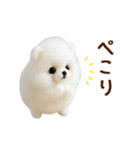 動く♡羊毛ポメラニアンの家族連絡（個別スタンプ：15）