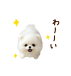 動く♡羊毛ポメラニアンの家族連絡（個別スタンプ：19）