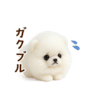 動く♡羊毛ポメラニアンの家族連絡（個別スタンプ：20）