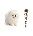 動く♡羊毛ポメラニアンの家族連絡（個別スタンプ：22）