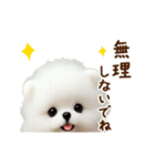 動く♡羊毛ポメラニアンの家族連絡（個別スタンプ：23）