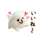 動く♡羊毛ポメラニアンの家族連絡（個別スタンプ：24）
