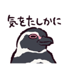 マゼランペンギンです（個別スタンプ：6）