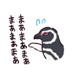 マゼランペンギンです（個別スタンプ：16）