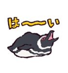 マゼランペンギンです（個別スタンプ：17）