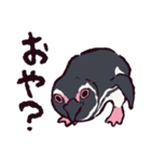 マゼランペンギンです（個別スタンプ：25）
