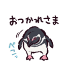 マゼランペンギンです（個別スタンプ：31）