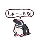 マゼランペンギンです（個別スタンプ：36）