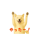 動く！白柴犬の気持ち（個別スタンプ：1）