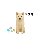 動く！白柴犬の気持ち（個別スタンプ：3）