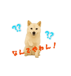 動く！白柴犬の気持ち（個別スタンプ：5）