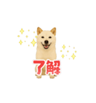 動く！白柴犬の気持ち（個別スタンプ：6）