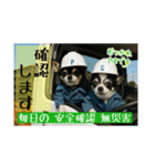 現場監督をしているチワワのぎゅうだよ！（個別スタンプ：3）