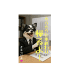 現場監督をしているチワワのぎゅうだよ！（個別スタンプ：4）