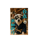 現場監督をしているチワワのぎゅうだよ！（個別スタンプ：6）
