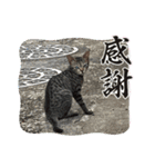 ソルテと目がキレイ（個別スタンプ：8）