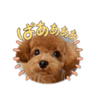 まる◯うちのコ（個別スタンプ：1）