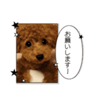 まる◯うちのコ（個別スタンプ：7）