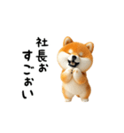 動く！豆柴わんだふる3（個別スタンプ：24）