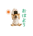 ▶動く！柴犬の日常スタンプ（個別スタンプ：1）