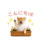 ▶動く！柴犬の日常スタンプ（個別スタンプ：3）