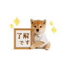▶動く！柴犬の日常スタンプ（個別スタンプ：5）