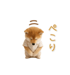 ▶動く！柴犬の日常スタンプ（個別スタンプ：6）