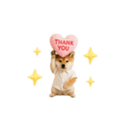 ▶動く！柴犬の日常スタンプ（個別スタンプ：7）